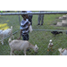 Young boy petting baby goat at National Night Out event.