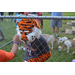Aubie the Tiger walking through petting zoo at National Night Out.