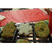 Christmas cookie display