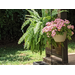 Beautiful hanging and potted plants outside brick foundation