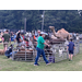  Camel and farm animals in a fence at NNO 