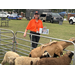  NNO volunteer near farm animals 