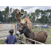  Child petting donkey and camel 